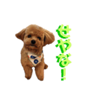 チワプーのまろくん（個別スタンプ：11）