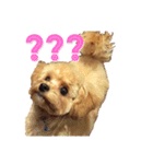 チワプーのまろくん（個別スタンプ：12）