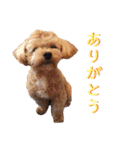 チワプーのまろくん（個別スタンプ：15）