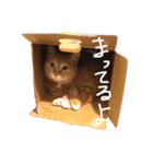もっと使いやすい(実写)（個別スタンプ：29）