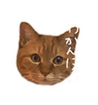 もっと使いやすい(実写)（個別スタンプ：34）