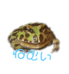 かわいいツノガエルスタンプ（個別スタンプ：1）