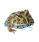 かわいいツノガエルスタンプ（個別スタンプ：8）