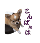 ほのぼのワン工房 第三弾（個別スタンプ：3）