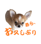 ほのぼのワン工房 第三弾（個別スタンプ：4）