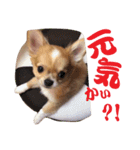 ほのぼのワン工房 第三弾（個別スタンプ：5）