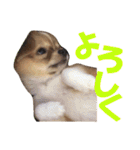 ほのぼのワン工房 第三弾（個別スタンプ：6）
