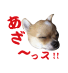 ほのぼのワン工房 第三弾（個別スタンプ：10）