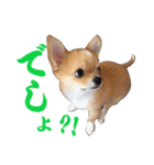 ほのぼのワン工房 第三弾（個別スタンプ：12）
