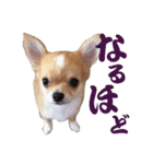ほのぼのワン工房 第三弾（個別スタンプ：13）