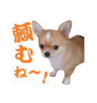 ほのぼのワン工房 第三弾（個別スタンプ：14）