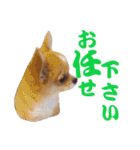 ほのぼのワン工房 第三弾（個別スタンプ：15）