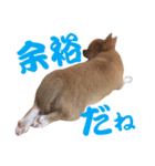 ほのぼのワン工房 第三弾（個別スタンプ：16）