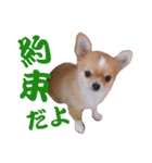 ほのぼのワン工房 第三弾（個別スタンプ：19）