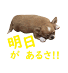 ほのぼのワン工房 第三弾（個別スタンプ：21）