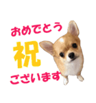 ほのぼのワン工房 第三弾（個別スタンプ：25）