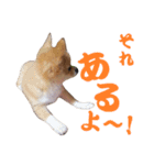 ほのぼのワン工房 第三弾（個別スタンプ：28）