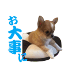 ほのぼのワン工房 第三弾（個別スタンプ：30）