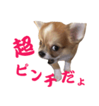 ほのぼのワン工房 第三弾（個別スタンプ：31）