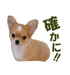 ほのぼのワン工房 第三弾（個別スタンプ：32）