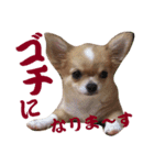 ほのぼのワン工房 第三弾（個別スタンプ：33）