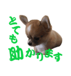 ほのぼのワン工房 第三弾（個別スタンプ：34）