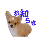 ほのぼのワン工房 第三弾（個別スタンプ：35）