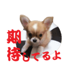 ほのぼのワン工房 第三弾（個別スタンプ：37）