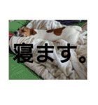 ジャックラッセルテリア梅ちゃん（個別スタンプ：2）