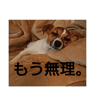 ジャックラッセルテリア梅ちゃん（個別スタンプ：8）