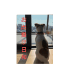 ジャックラッセルテリア梅ちゃん（個別スタンプ：9）