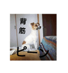 ジャックラッセルテリア梅ちゃん（個別スタンプ：10）