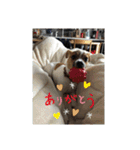 ジャックラッセルテリア梅ちゃん（個別スタンプ：12）