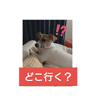 ジャックラッセルテリア梅ちゃん（個別スタンプ：13）
