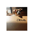ジャックラッセルテリア梅ちゃん（個別スタンプ：16）