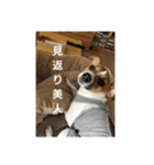 ジャックラッセルテリア梅ちゃん（個別スタンプ：17）