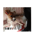ジャックラッセルテリア梅ちゃん（個別スタンプ：20）