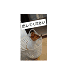 ジャックラッセルテリア梅ちゃん（個別スタンプ：21）