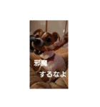 ジャックラッセルテリア梅ちゃん（個別スタンプ：23）