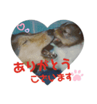 Hiphop シェルティⅡ（個別スタンプ：1）