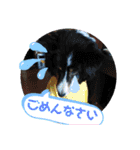 Hiphop シェルティⅡ（個別スタンプ：3）