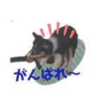 Hiphop シェルティⅡ（個別スタンプ：6）