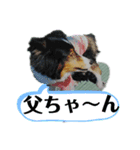 Hiphop シェルティⅡ（個別スタンプ：9）