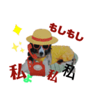 Hiphop シェルティⅡ（個別スタンプ：13）