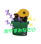 Hiphop シェルティⅡ（個別スタンプ：16）