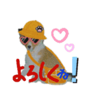 Hiphop シェルティⅡ（個別スタンプ：20）