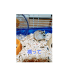ハムスターのチビちゃん（個別スタンプ：2）