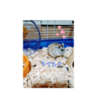 ハムスターのチビちゃん（個別スタンプ：4）