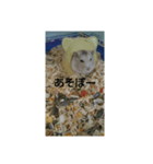 ハムスターのチビちゃん（個別スタンプ：6）