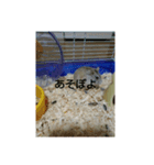 ハムスターのチビちゃん（個別スタンプ：7）